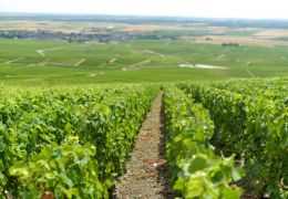 C'est quoi un champagne de vigneron ?
