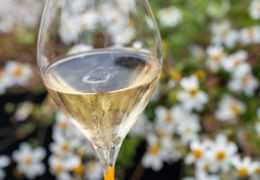 Champagne Brut Nature : le guide complet pour comprendre et choisir ce vin sans fard