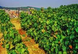 Découverte des Champagnes de Vignerons Indépendants