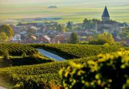 Champagne millésimé ou non-millésimé : comprendre les différences pour mieux choisir