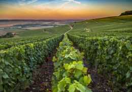 Qu’est-ce qu’un champagne de vigneron et comment le reconnaître ?