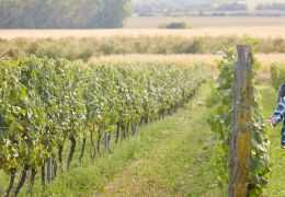 La Saint-Vincent : Traditions et célébrations des vignerons en Champagne