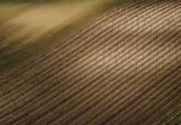 Investir dans le Champagne en 2026 : Guide des Terroirs et Opportunités