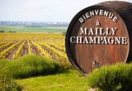 La biodiversité dans les vignes champenoises