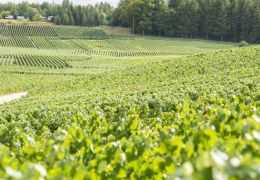 Où acheter du champagne Veuve Clicquot et à quel prix ?