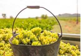 La récolte des raisins pour la fabrication du champagne: tout ce qu'il faut savoir