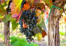 Changement climatique : comment les vignerons adaptent les cépages en Champagne