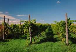 Quelles sont les meilleures périodes pour visiter le vignoble champenois ?